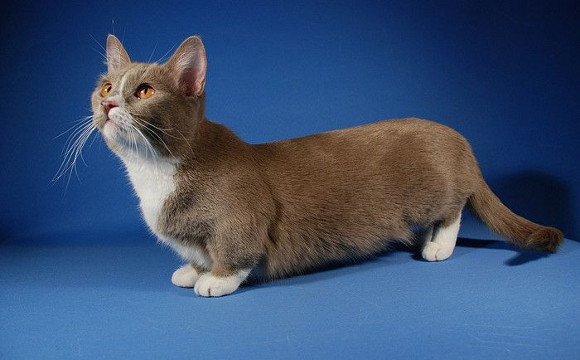 cats with short legs breed