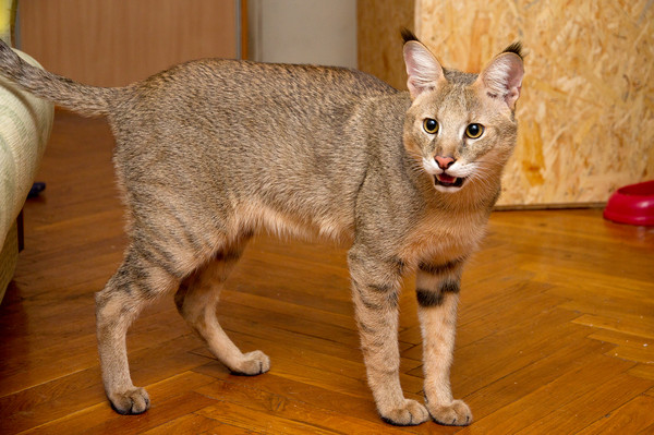 Chausie Cat Breed | Cat breeds of the world