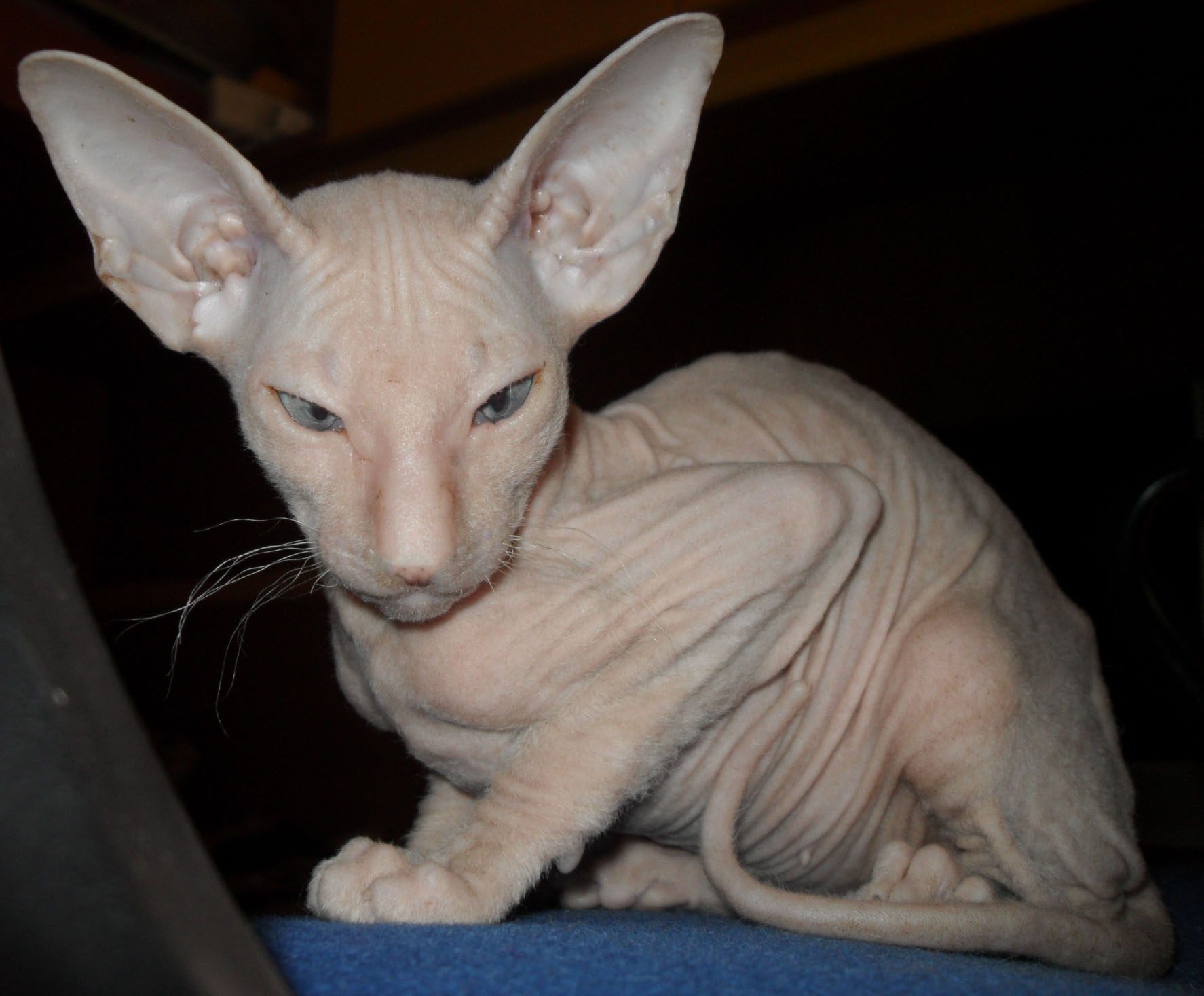 all white peterbald kittens