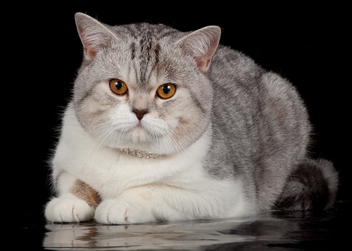 Scottish Straight Cat Breed photo and information