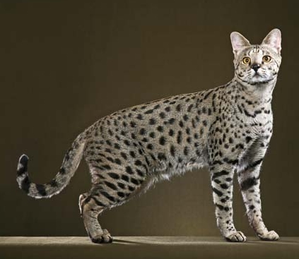 Savannah Cat Breed - Information and history