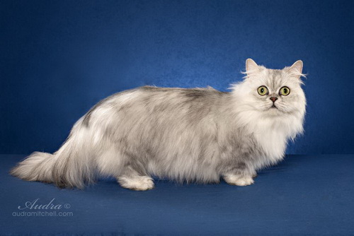 Minuet Longhair Cat Breed - Napoleon longhair cat