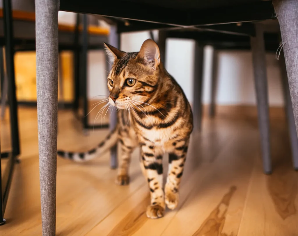 Bengal cat