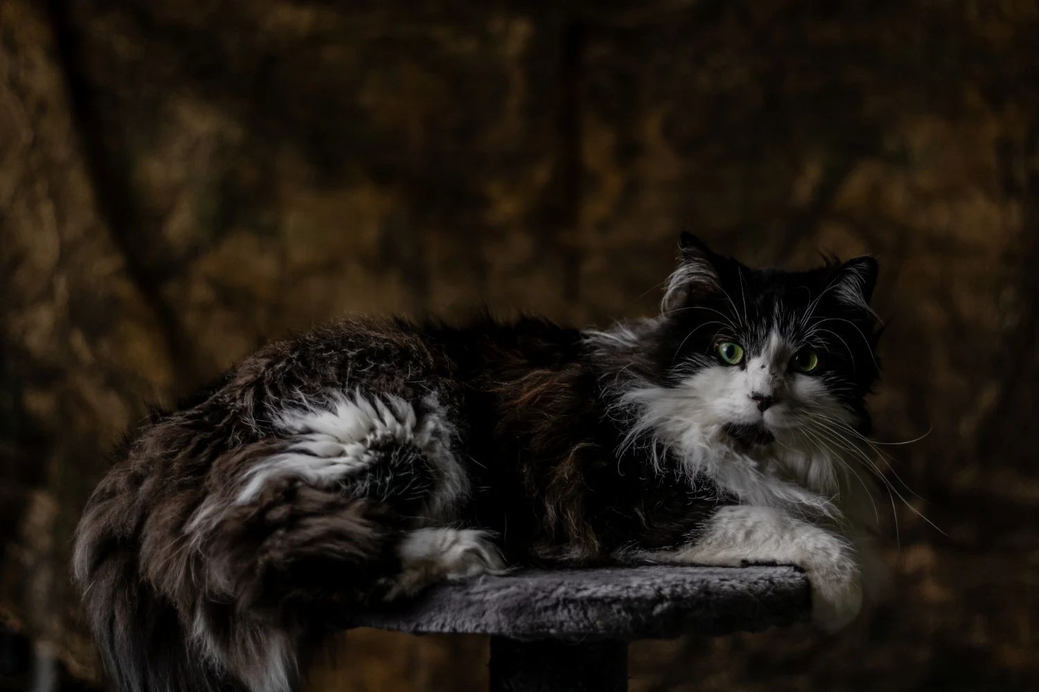 Cheshire cat