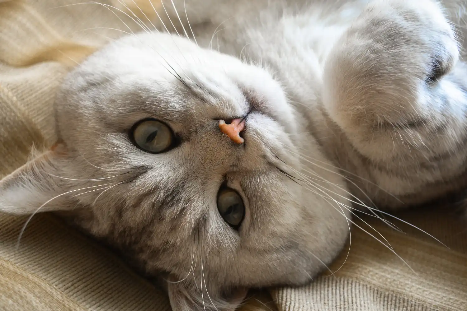 Cute cat