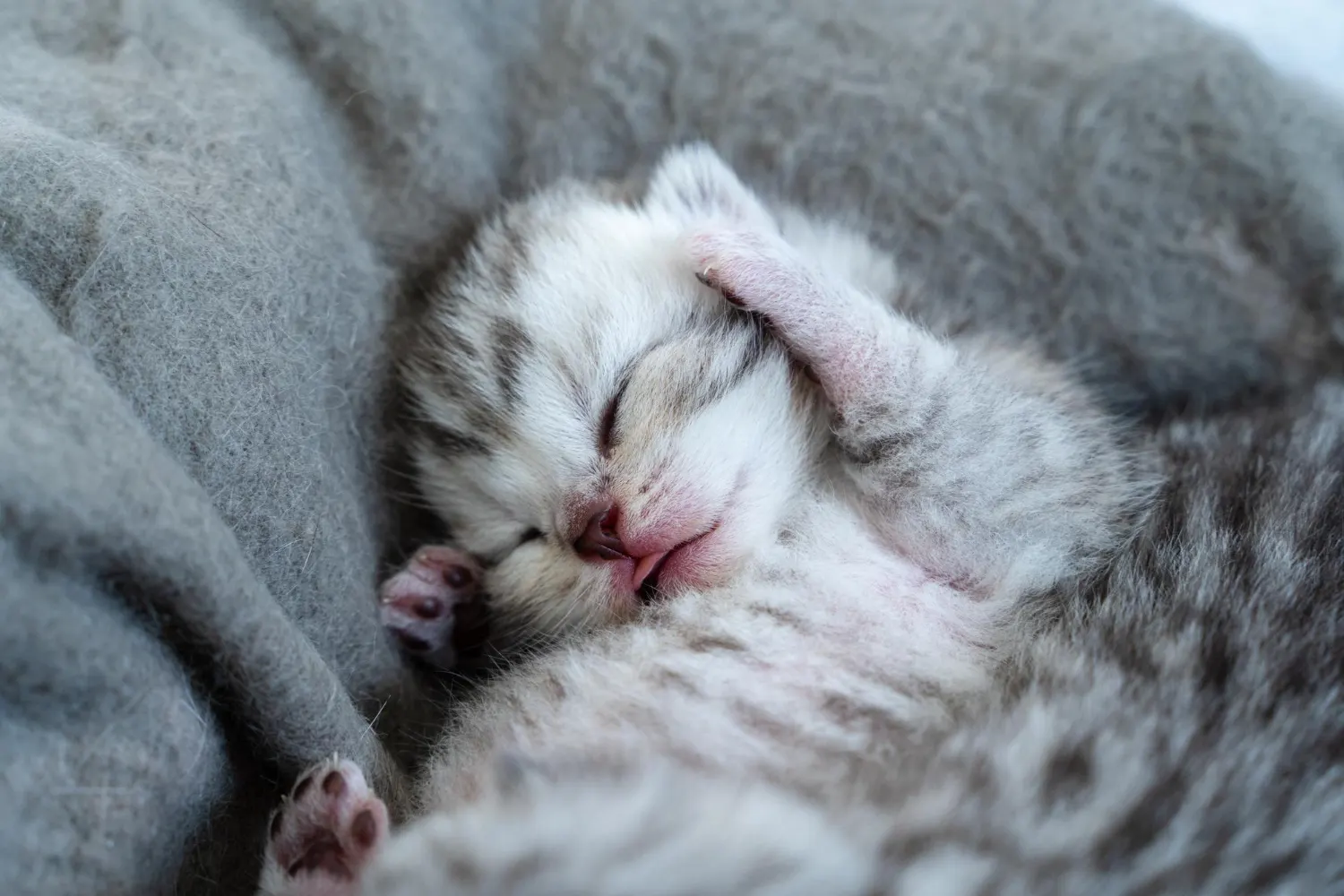 Cute cat