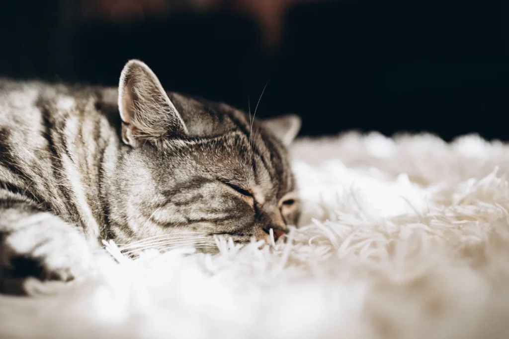 Cute cat