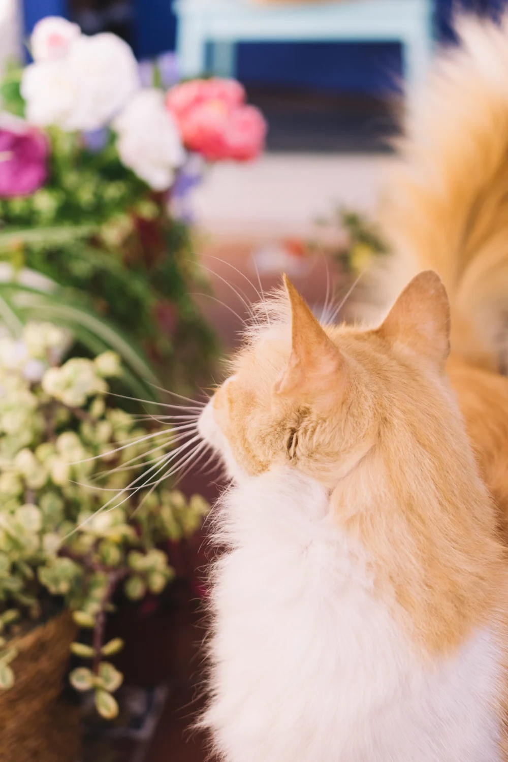 Cute cat