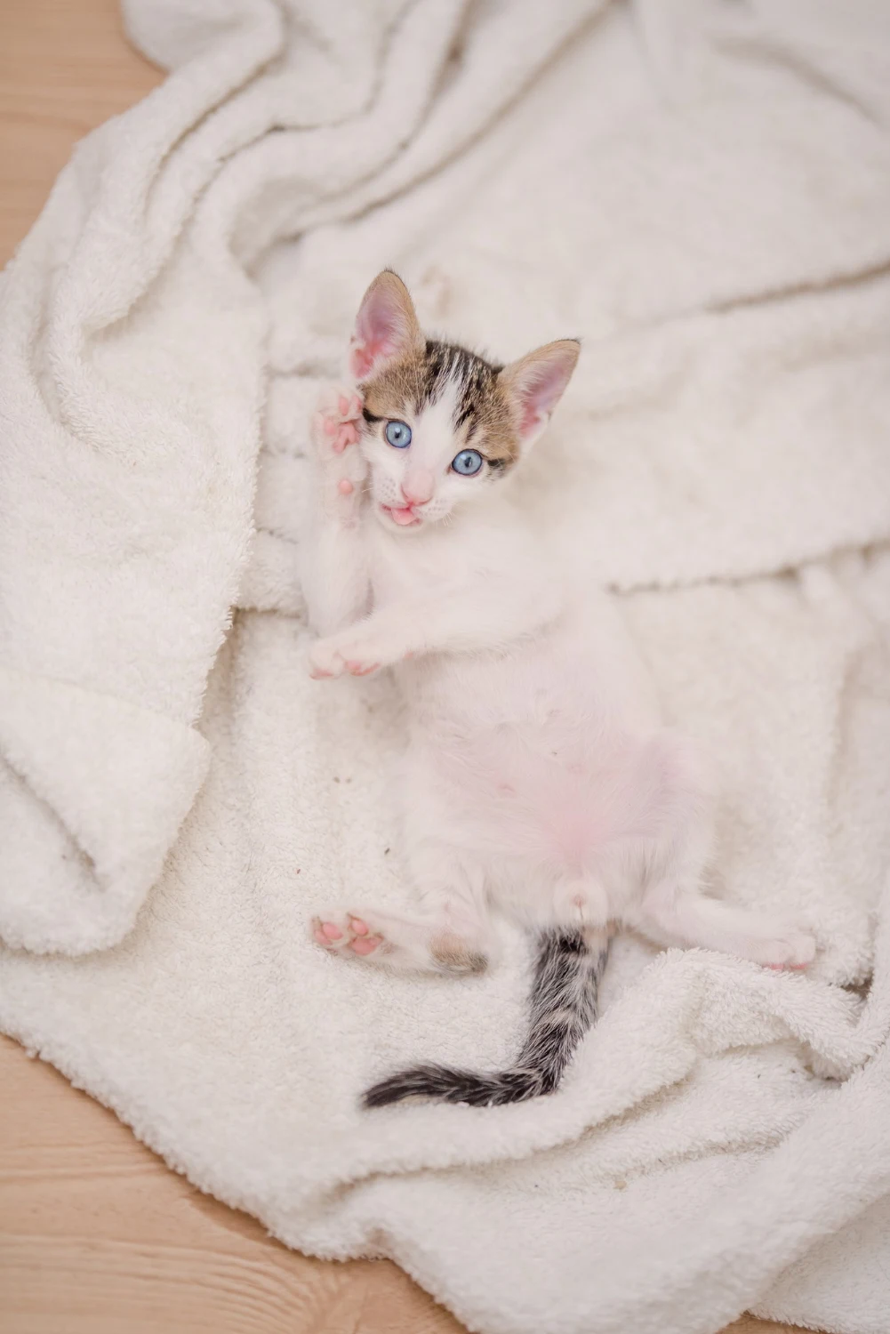 Cute cat