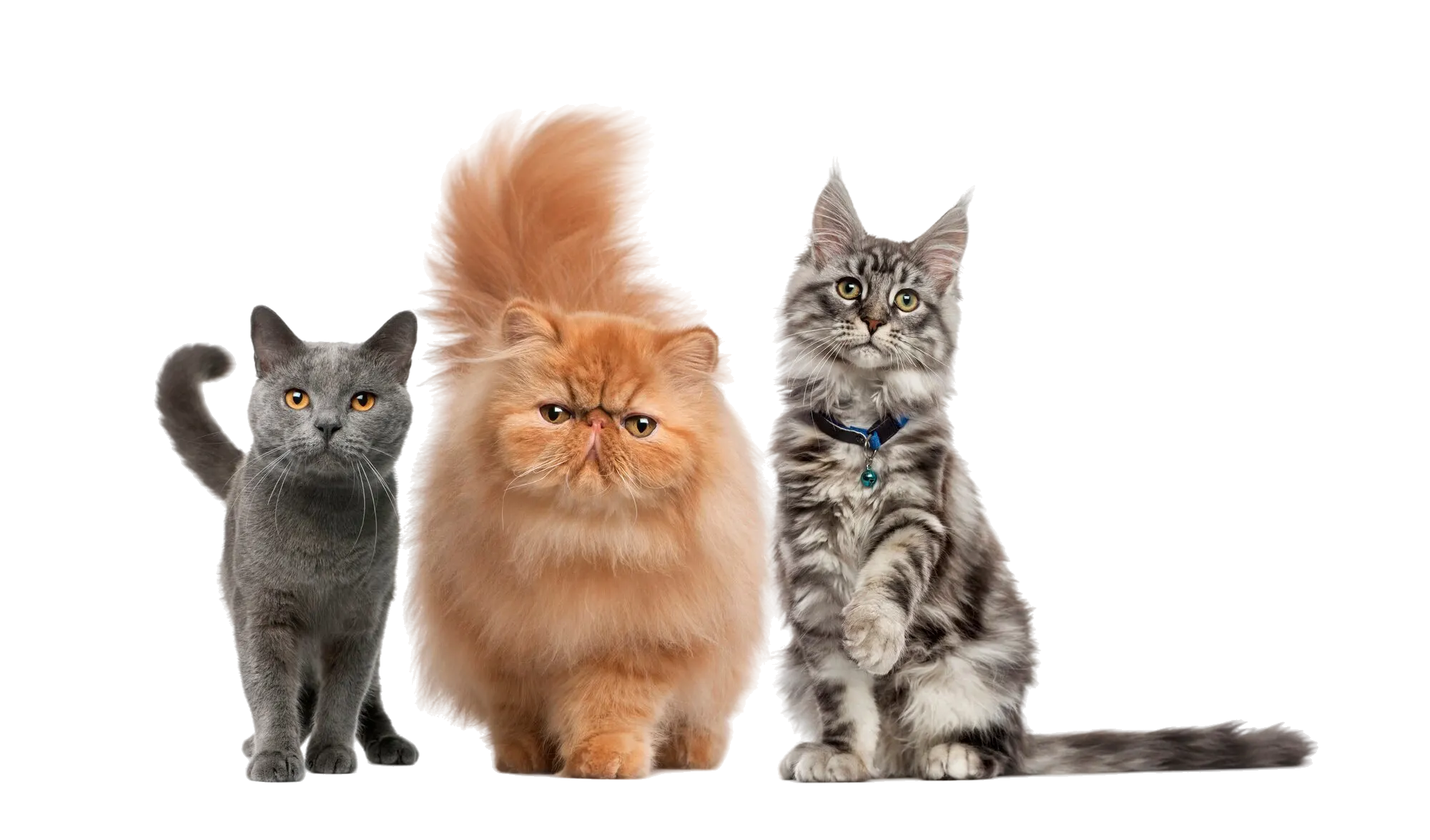 Cute cat