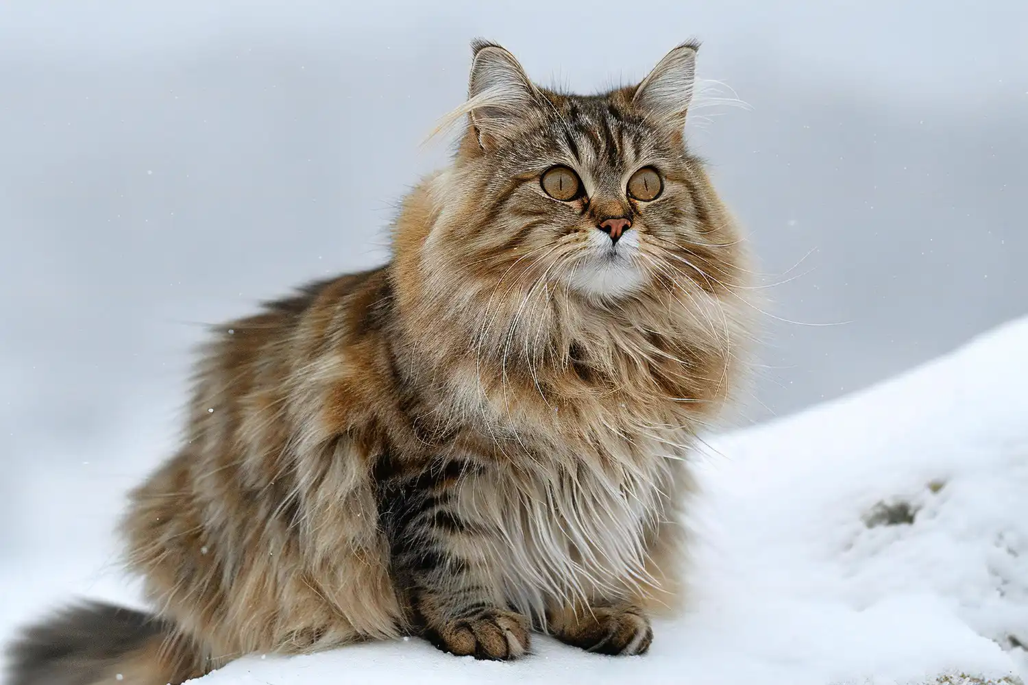 Siberian cat