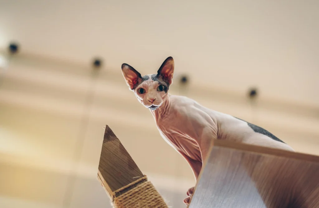 Sphynx cat