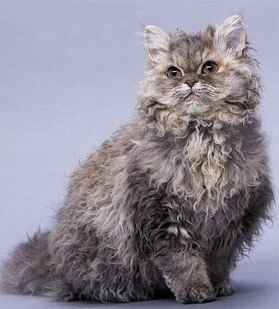 The Most Beautiful Cat Breed SELKIRK REX