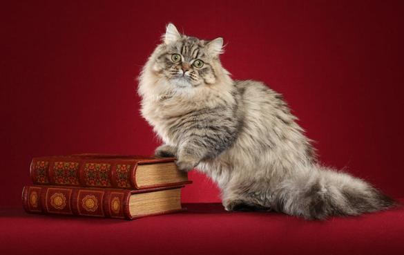 Minuet Cat Breed (Napoleon Cat) - Cat Breeds Of The World